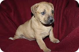 Adoption event puppies yoga arizona humane society. Mesa Az Boxer Meet Pippie 8 Week Boxer Lab Mix Fe A Pet For Adoption