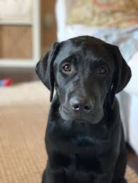 Black And White Labrador Puppy Black Lab Black Lab Puppy English Lab Labrador Retriever Lab Puppy Labrador Breeder Cadron Ridge Labra Labrador Retriever Black Lab Puppies Lab Puppies