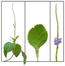 Pin On Plantes Medicinales