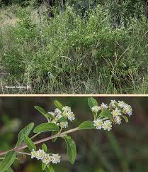 Image result for Lippia javanica