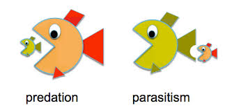 The predator kills its predator prey. What Is The Difference Between A Predator And A Parasite Biology Stack Exchange
