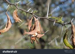 Image result for Acacia gerrardii
