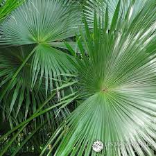 Image result for Livistona chinensis