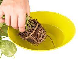 pin on green thumb