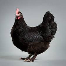 The black copper marans were admitted into the american standard of perfection in 2010. The Breed I Chose Black Copper Marans The Art Of Doing Stuff
