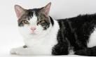 American Wirehair - Price, Personality, Lifespan