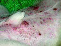 Stomach cancer, also known as gastric cancer, is a fairly uncommon form of cancer in the united states, accounting for 1.5% of all cancers diagnosed each year. Comparative Oncology Of Skin Cancer Oncohema Key
