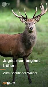 Kauft sich in chalkis eine jagdwaffe; Zdf Heute Jagdsaison Hat Fruher Begonnen Facebook