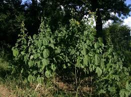 Image result for Abutilon angulatum