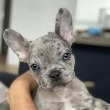 We did not find results for: French Bulldog Puppies For Sale In Usa Home Facebook