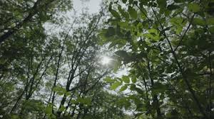 Forest Trees Gif By Northwood Church Find Share On Giphy Crop gif by defining a rectangle in pixels. forest trees gif by northwood church