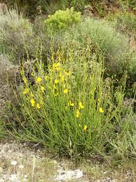 Spartium Junceum Wikipedia