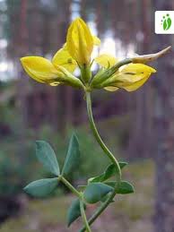 Image result for Lotus corniculatus