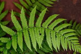 Image result for Christella dentata