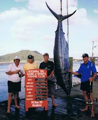 Join us on new zealands stunning west. Nz Big Game Fishing Houhora One Base Coming Up Facebook