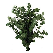 Check spelling or type a new query. Preserved Spiral Eucalyptus 150gm Green Wholesale Cut Flowers Direct