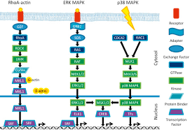 Gene Regulation In The Immediate Early Response Process Sciencedirect