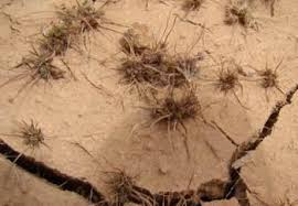 Image result for Isolepis costata