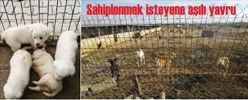 Barinak Yetersiz Kaldi