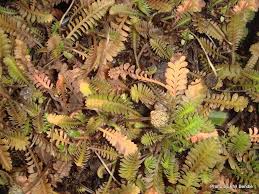 Image result for Salacia leptoclada