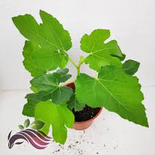 Average prices of more than 40 products and services in malaysia. Fruit Fig Plant Trees æ— èŠ±æžœ Ficus Carica By Ls Group Shopee Malaysia