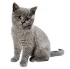 British Shorthair — Full Profile, History, and Care