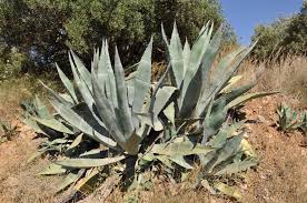 Tequila is made from the fermented and distilled juices taken from native mexican agave plants, and can only be produced in certain geographic areas. Agave Wikipedia