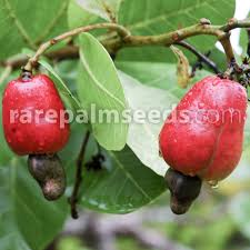 Image result for Anacardium