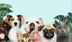 Schedule an appointment today to ensure your dog is as happy as can be. Brisbane Pet Surgery Veterinary Clinic Animal Hospital In Brisbane