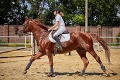 Horse Riding Equipment List (What Do You Really Need?) – Farm ...