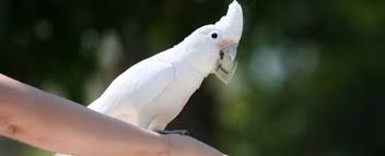 Goffin`s cockatoo , cacatua goffiniana, tanimbar cackatoo. Choosing A Goffin S Cockatoo