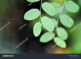 Image result for Phyllanthus reticulatus