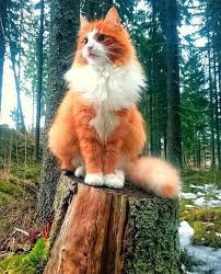 Kedi Cat Animal Hayvan Photo Resim Turuncu Bozkurt Anitkabir Nutuk Erdogan Suriye Sondakika Irak 15temmu Hayvanlar Evcil Hayvanlar Guzel Kediler