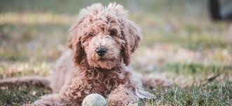Color refers to the solid base color of a dog's coat. Types Of Goldendoodle Colors And Patterns