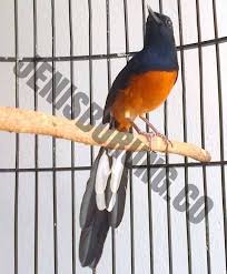 Untuk ekor pada bagian bawah terdapat warna bulu ekor yang terlihat lebih cerah. Jenis Murai Batu Dan Perbedaan Ciri Ciri Murai Batu Jenis Burung