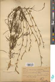 Image result for Sericorema