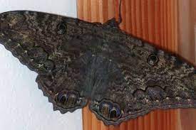 Mariposa Negra Wiki Reino Animalia Fandom
