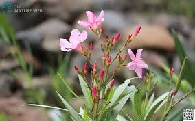 We did not find results for: Gujarati Flower Names