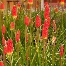 Image result for Kniphofia