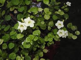 Image result for Asystasia guttata