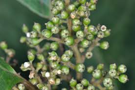 Image result for Maesa lanceolata