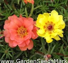 Rose propagation not only allows rose. Moss Rose Purslane Portulaca Grandiflora Fl Pl 4500 Seeds Garden Seeds Market Free Shipping