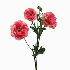 Image result for Ranunculus raeae