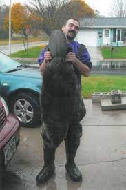 American beavers are usually weaned in around two weeks. Big Beaver Big Problem News Wdtimes Com