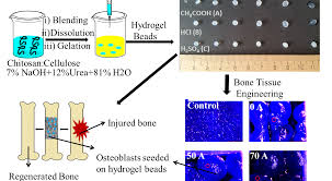 Multifunctional hydrogel beads for tissue engineering – Topochemical  Engineering & Bioinspired Fabrication