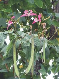 Image result for Bauhinia purpurea