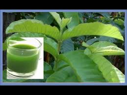 Dan bahkan ada sebagaian orang yang mengetahui kandungan daunnya. Artikel 5 Manfaat Daun Jambu Biji Untuk Kesehatan Tubuh