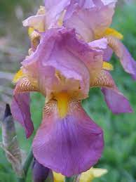 Acacia Rose Iris Garden Amazing Flowers Plants