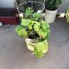 Yellow leaves on cucumber plants in containers. Https Encrypted Tbn0 Gstatic Com Images Q Tbn And9gct2ld0mx34sls Qxbbhghtj7dnbxu3uoqr8awpukjck23rcs1rx Usqp Cau