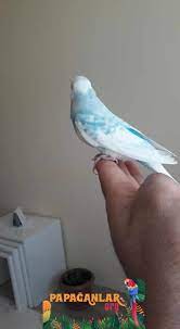 muhabbet kusu beyaz muhabbet kuslari kusu kus